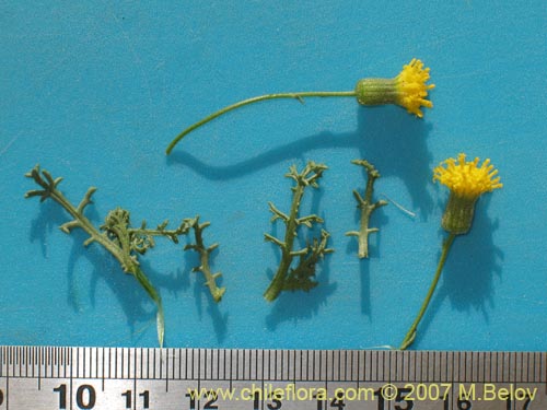 Bild von Senecio sp. #1398 (). Klicken Sie, um den Ausschnitt zu vergrössern.