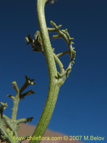 Imágen de Senecio sp. #1398 (). Haga un clic para aumentar parte de imágen.