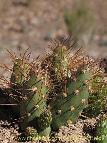 Image of Maihueniopsis grandiflora (). Click to enlarge parts of image.