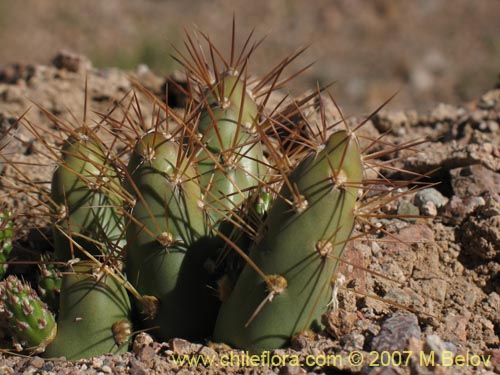 Image of Maihueniopsis grandiflora (). Click to enlarge parts of image.