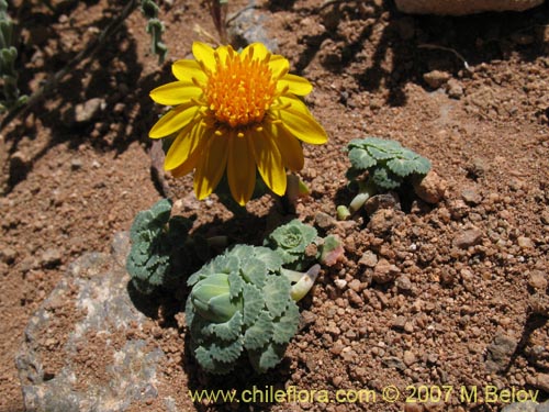 Imágen de Chaetanthera flabellifolia (Corona de reina). Haga un clic para aumentar parte de imágen.