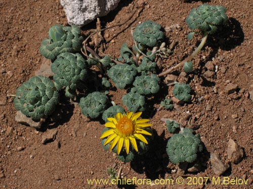 Imágen de Chaetanthera flabellifolia (Corona de reina). Haga un clic para aumentar parte de imágen.