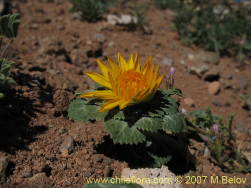 Imágen de Chaetanthera flabellifolia (Corona de reina). Haga un clic para aumentar parte de imágen.