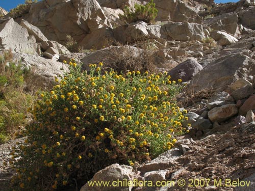 Imágen de Haplopappus baylahuen (). Haga un clic para aumentar parte de imágen.