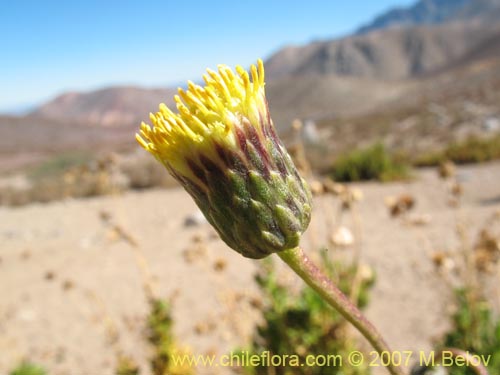 Imágen de Haplopappus remyanus (). Haga un clic para aumentar parte de imágen.