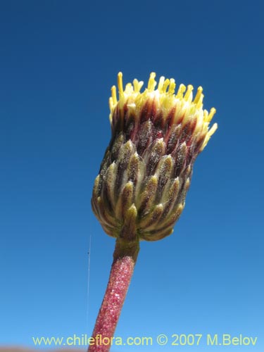 Imágen de Haplopappus remyanus (). Haga un clic para aumentar parte de imágen.