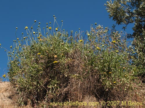 Haplopappus velutinus??的照片