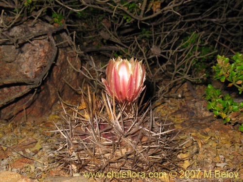 Image of Eriosyce curvispina (). Click to enlarge parts of image.