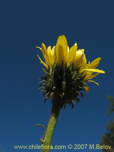 Haplopappus velutinus??的照片