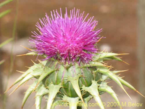 Description and images of Silybum marianum (Cardo mariano , Cardo santo), a  native Chilean plant, provided by the supplier of native exotic Chilean  seeds, 