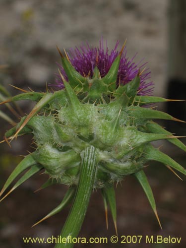 Description and images of Silybum marianum (Cardo mariano , Cardo santo), a  native Chilean plant, provided by the supplier of native exotic Chilean  seeds, 