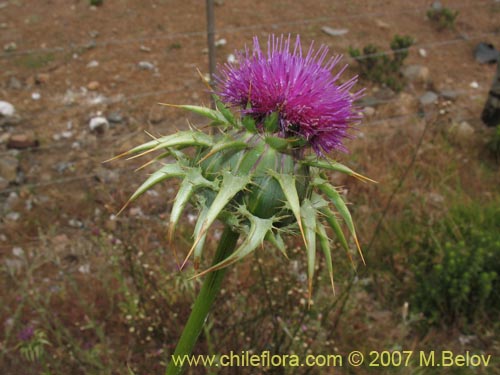 Imágen de Silybum marianum (Cardo mariano / Cardo santo). Haga un clic para aumentar parte de imágen.