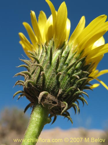 Haplopappus velutinus??的照片