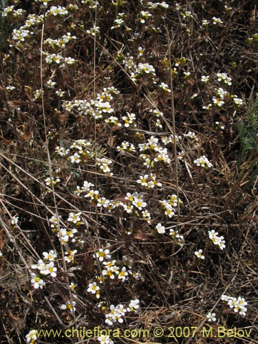 Imágen de Triptilion capillatum (Siempreviva blanca). Haga un clic para aumentar parte de imágen.