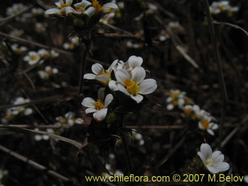 Imágen de Triptilion capillatum (Siempreviva blanca). Haga un clic para aumentar parte de imágen.