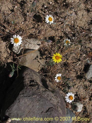 Chaetanthera linearis var. albiflora的照片