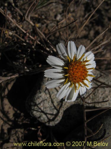 Chaetanthera linearis var. albiflora的照片