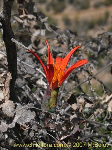 Imágen de Mutisia cana (Clavel del Campo). Haga un clic para aumentar parte de imágen.