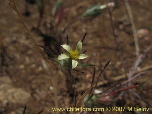 Imágen de Chaetanthera moenchioides (). Haga un clic para aumentar parte de imágen.