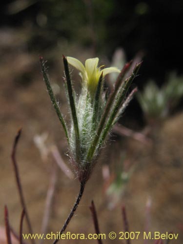 Imágen de Chaetanthera moenchioides (). Haga un clic para aumentar parte de imágen.