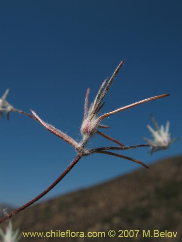 Imágen de Chaetanthera moenchioides (). Haga un clic para aumentar parte de imágen.