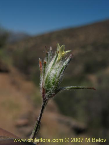 Imágen de Chaetanthera moenchioides (). Haga un clic para aumentar parte de imágen.