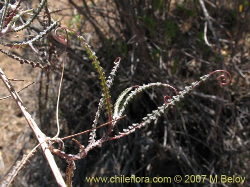 Imágen de Mutisia spectabilis (). Haga un clic para aumentar parte de imágen.