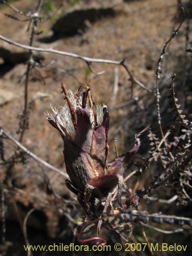 Imágen de Mutisia spectabilis (). Haga un clic para aumentar parte de imágen.