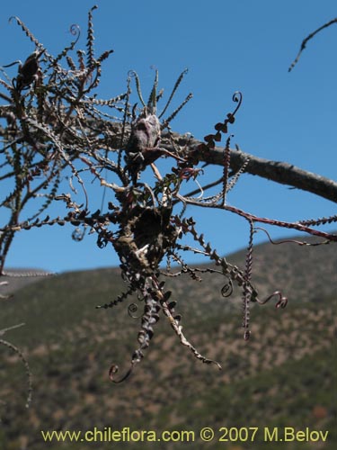 Imágen de Mutisia spectabilis (). Haga un clic para aumentar parte de imágen.