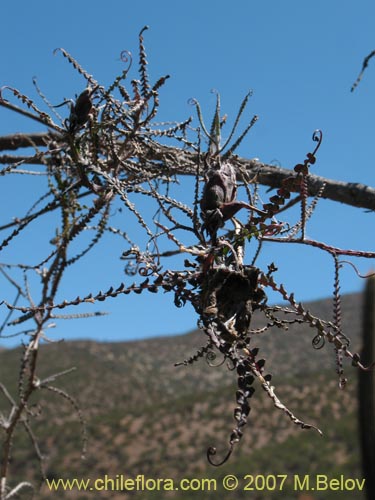 Imágen de Mutisia spectabilis (). Haga un clic para aumentar parte de imágen.