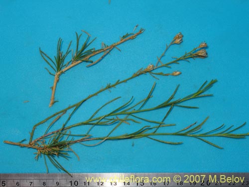 Image of Gutierrezia resinosa (Pichanilla). Click to enlarge parts of image.