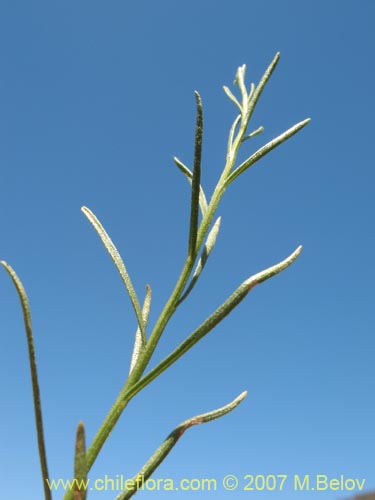 Imágen de Gutierrezia resinosa (Pichanilla). Haga un clic para aumentar parte de imágen.