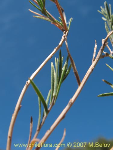 Imágen de Chaetanthera linearis (). Haga un clic para aumentar parte de imágen.