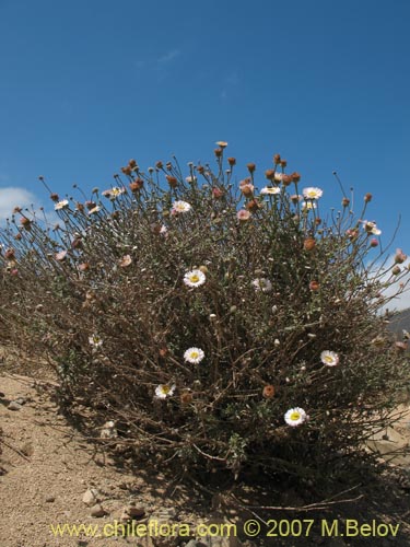 Imágen de Asteraceae sp. #1779 (). Haga un clic para aumentar parte de imágen.