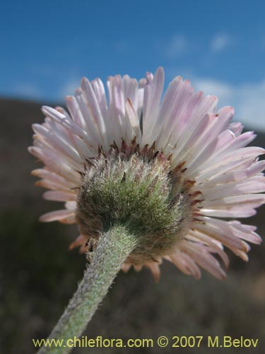 Imágen de Asteraceae sp. #1779 (). Haga un clic para aumentar parte de imágen.