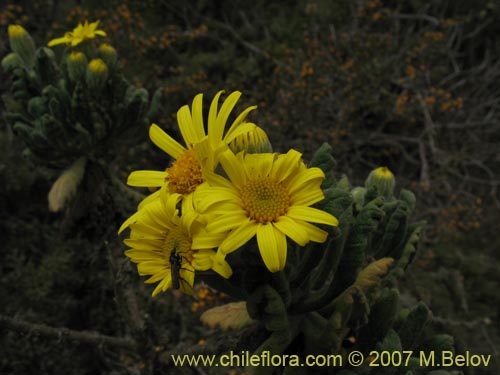 Imágen de Senecio planiflorus (). Haga un clic para aumentar parte de imágen.