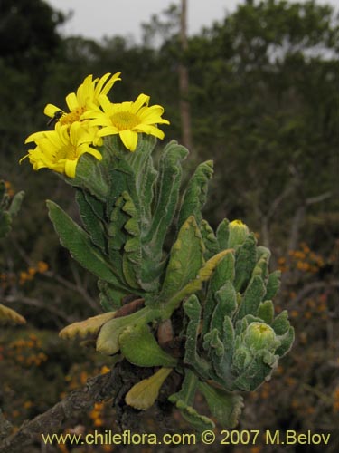 Imágen de Senecio planiflorus (). Haga un clic para aumentar parte de imágen.