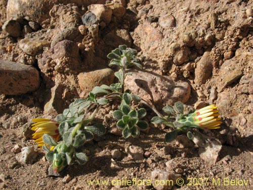 Chaetanthera limbataの写真