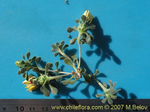 Image of Chaetanthera limbata (). Click to enlarge parts of image.