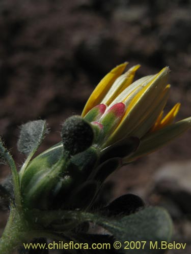 Bild von Chaetanthera limbata (). Klicken Sie, um den Ausschnitt zu vergrössern.