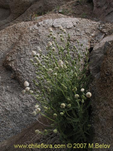 Imágen de Polyachyrus carduoides (). Haga un clic para aumentar parte de imágen.