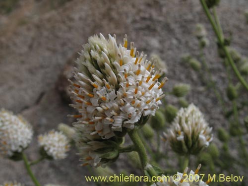 Imágen de Polyachyrus carduoides (). Haga un clic para aumentar parte de imágen.