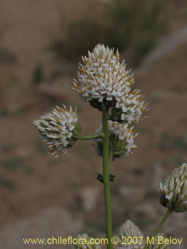 Imágen de Polyachyrus carduoides (). Haga un clic para aumentar parte de imágen.