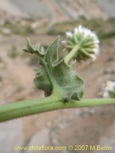 Imágen de Polyachyrus carduoides (). Haga un clic para aumentar parte de imágen.