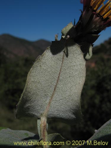 Mutisia latifolia的照片