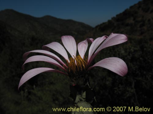 Imágen de Mutisia latifolia (). Haga un clic para aumentar parte de imágen.