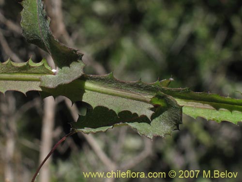 Mutisia latifolia的照片