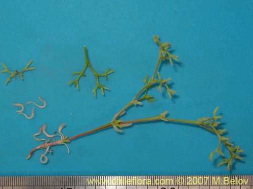 Image of Unidentified Plant sp. #1758 (). Click to enlarge parts of image.