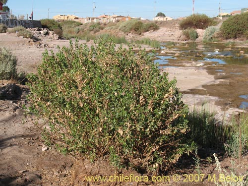 Imágen de Baccharis sp. #1692 (). Haga un clic para aumentar parte de imágen.