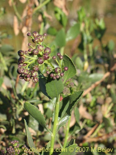 Imágen de Baccharis sp. #1692 (). Haga un clic para aumentar parte de imágen.